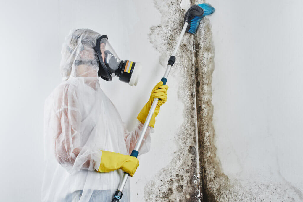 Close-up of different types of household mold on various surfaces