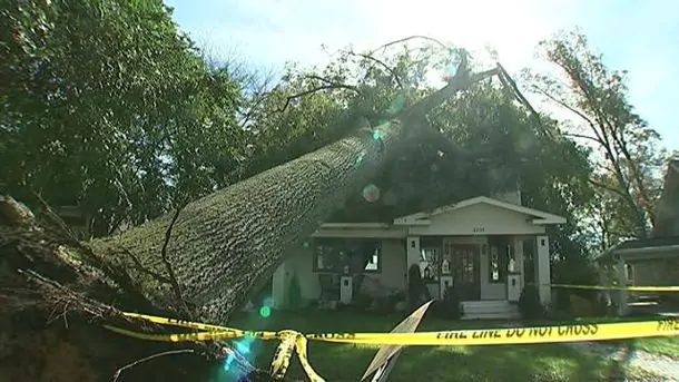 erx tree 3.jpg1