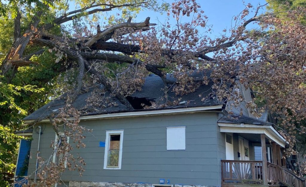 fallen tree
